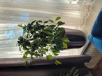 Ficus, Huis en Inrichting, Kamerplanten, Ophalen, Ficus, Halfschaduw, Minder dan 100 cm