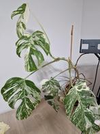 Monstera variegata mint plant 12 bladeren, Huis en Inrichting, Kamerplanten, Ophalen of Verzenden