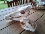 Schedel wild zwijn ,bever, gewei einde verzameling, Ophalen of Verzenden, Gebruikt, Overige soorten, Schedel