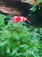Red wine garnalen, Dieren en Toebehoren, Vissen | Aquaria en Toebehoren, Ophalen of Verzenden, Nieuw, Plant(en), Steen of Hout