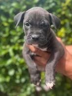 American bully pups standaard/XL (nog 2 teefjes), Dieren en Toebehoren, CDV (hondenziekte), 8 tot 15 weken, Bulldog, Meerdere