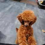Te koop mooie rode toy poedel, Dieren en Toebehoren, Honden | Chihuahua's en Gezelschapshonden, Poedel, Fokker | Hobbymatig, Rabiës (hondsdolheid)