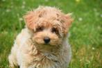 Maltipoo pups prachtige kleuren, Rabiës (hondsdolheid), 15 weken tot 1 jaar, Buitenland, Meerdere