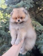 Pomeriaan pups pomeranian puppy teefje/ reutje, Dieren en Toebehoren, Honden | Chihuahua's en Gezelschapshonden, Particulier, Rabiës (hondsdolheid)