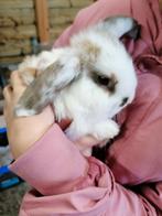 Dwerg hangoortje ( voedster), Dieren en Toebehoren, Konijnen, Vrouwelijk, Dwerg, Hangoor, 0 tot 2 jaar