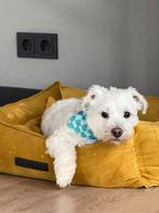 Lieve Maltese terrier (5 jaar) zoekt nieuw thuis, Dieren en Toebehoren, Honden | Niet-rashonden, Reu, Rabiës (hondsdolheid), Eén hond