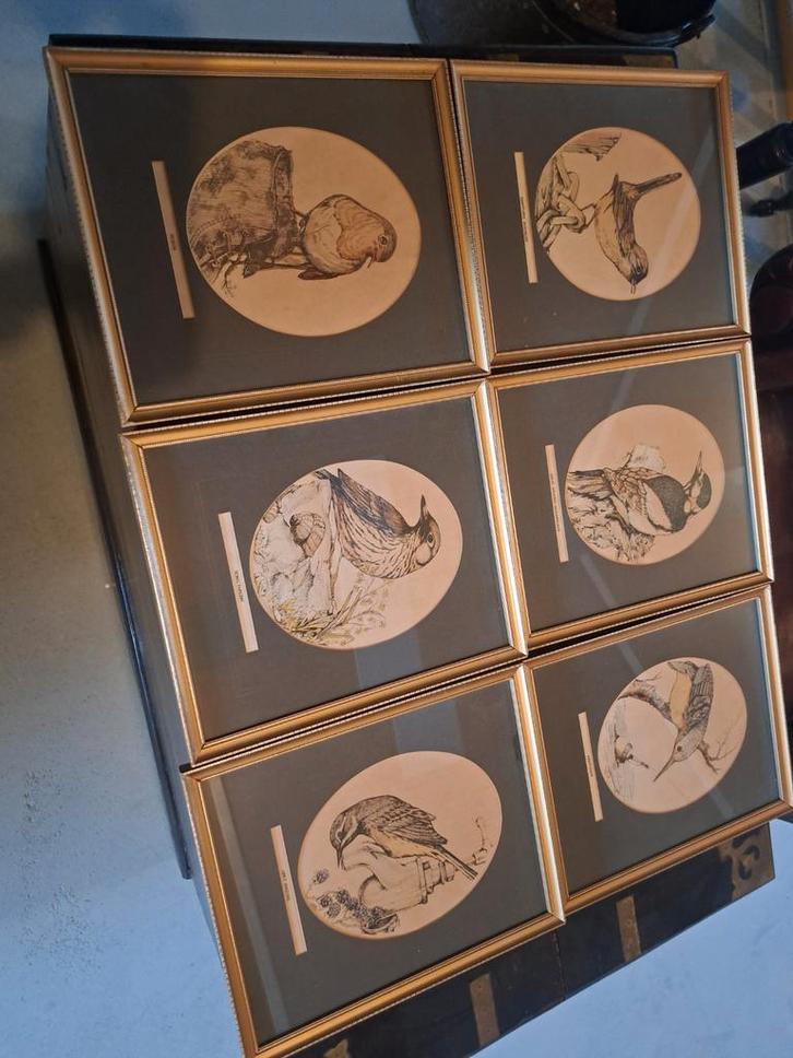 Zes Antieke Vogel Schilderijtjes uit Engeland, Antiek en Kunst, Kunst | Etsen en Gravures, Ophalen