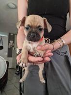 Kruising franse bulldog x Chihuahua., Teef, Bulldog, Meerdere, Nederland