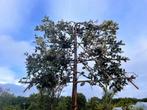 Groenblijvende steeneik - Quercus ilex leiboom te koop, Tuin en Terras, Planten | Bomen, In pot, Zomer, Volle zon, 250 tot 400 cm
