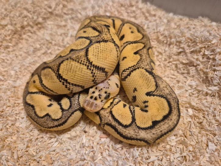 Python regius 1.0 pastel spotnose clown