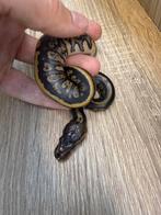 Baby vrouwtje stranger konings python, Dieren en Toebehoren, Reptielen en Amfibieën, Slang