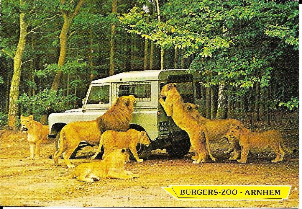 Ansichtkaart	Arnhem	Burgers' Zoo	Burgers' Safaripark	Leeuwen, Verzenden, 1980 tot heden, Gelopen, Gelderland