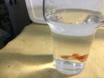 Guppen, Dieren en Toebehoren, Vis
