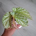 Begonia Avalanche - Prachtige Kamerplant, Overige soorten, In pot, Minder dan 100 cm, Groene kamerplant