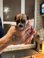 Chihuahua, Dieren en Toebehoren, Honden | Chihuahua's en Gezelschapshonden, Reu, 8 tot 15 weken, Meerdere, Chihuahua