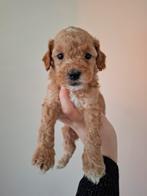 Middenslag poedel pups (raszuiver) abrikoos, Dieren en Toebehoren, Poedel, 8 tot 15 weken, Meerdere, Meerdere dieren