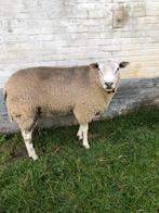 Dekram ram bok, Dieren en Toebehoren, Mannelijk, Schaap