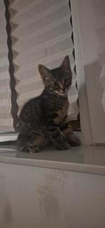 Hele sociale lieve knapperd zoeken nog personeel, Poes