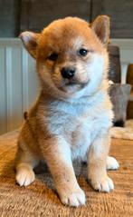 Shiba inu pups met EKC stamboom, Parvo, Nederland, Overige rassen, 8 tot 15 weken