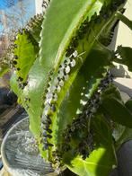 Gratis stekjes plant: mother of thousands, Ophalen of Verzenden, Halfschaduw, Minder dan 100 cm