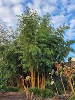 Phyllostachys Bissetii | Zeer Sterke Haagbamboe, Ophalen of Verzenden, Bamboe, Haag, 250 cm of meer