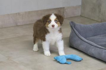 Prachtige Australian Shepherd pups beschikbaar voor biedingen