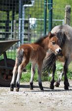 AMHA / NMPRS minipaardjes, Hengst, Recreatiepony, Gechipt, 0 tot 2 jaar
