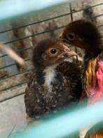 Lieve jonge kriel hennen kippen kuikens, Dieren en Toebehoren, Pluimvee, Vrouwelijk, Kip