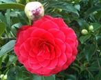 Camelia, Ophalen, Minder dan 100 cm