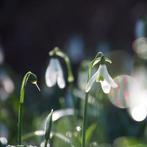 Galanthus 'Polar Bear' Biologische Bloembollen, Tuin en Terras, Bloembollen en Zaden, Ophalen of Verzenden, Halfschaduw
