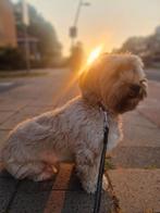 Rustige lieve Pip, 2 jarige Teckel-Lhasa Apso kruising, Dieren en Toebehoren, Honden | Chihuahua's en Gezelschapshonden, Rabiës (hondsdolheid)
