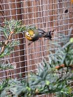 Japanse nachtegalen., Dieren en Toebehoren, Vogels | Overige Vogels, Meerdere dieren
