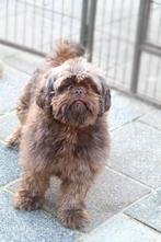 3 Lieve hondjes zoeken een warm en rustig thuis, Dieren en Toebehoren, Overige rassen, CDV (hondenziekte), 1 tot 2 jaar, Teef