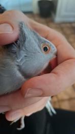 Handtamme halsbandparkiet mannetje., Dieren en Toebehoren, Mannelijk, Papegaai, Geringd