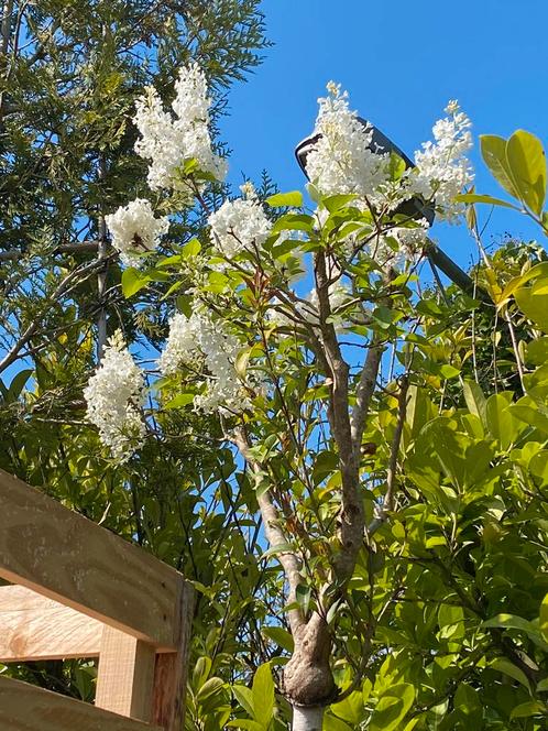 Sering op hoog stam 220 cm witte bloemen € 149,00, Tuin en Terras, Planten | Bomen, Overige soorten, Volle zon, Zomer, Ophalen of Verzenden