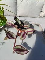 Tradescantia stekjes, Bloeiende kamerplant, Ophalen, Halfschaduw, Minder dan 100 cm