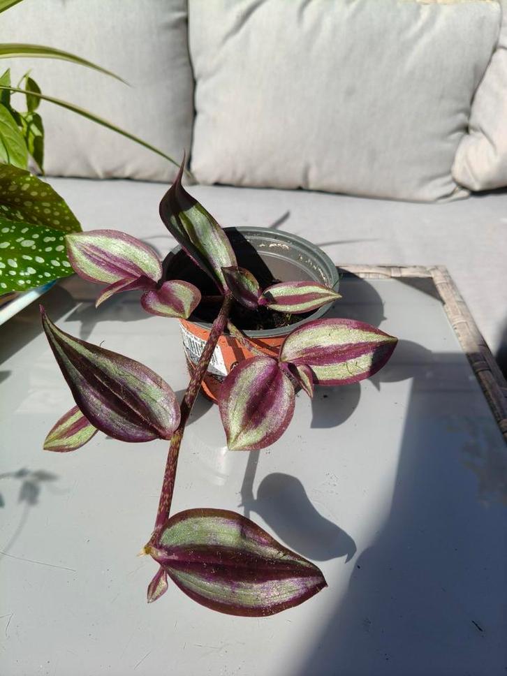 Tradescantia stekjes, Huis en Inrichting, Kamerplanten, Minder dan 100 cm, Bloeiende kamerplant, Halfschaduw, Ophalen