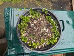 lonicera little honey in pot, Tuin en Terras, Vaste plant, Halfschaduw, Zomer, Ophalen