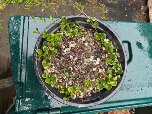 lonicera little honey in pot, Tuin en Terras, Planten | Tuinplanten, Vaste plant, Overige soorten, Halfschaduw, Zomer, Ophalen
