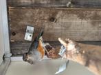 Grijskap  lijster man, Dieren en Toebehoren, Mannelijk