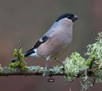 Gezocht: Grote Noorse Goudvink pop Wildkleur, Geringd 2025, Dieren en Toebehoren, Vogels | Overige Vogels, Vrouwelijk, Wildzangvogel