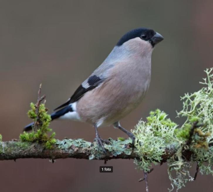 Gezocht: Grote Noorse Goudvink pop Wildkleur, Geringd 2025, Dieren en Toebehoren, Vogels | Overige Vogels, Wildzangvogel, Vrouwelijk