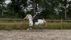 FIJN VOORWAARTSE LEUKE HIGHLAND PONY!!, Merrie, Minder dan 160 cm, 11 jaar of ouder, Recreatiepaard