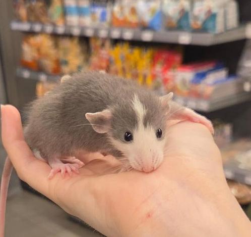 Jonge tamme dwergratten(vrouw) (rechtstreek v/d fokker), Dieren en Toebehoren, Knaagdieren, Vrouwelijk, Rat, Na 1 juli 2024, Tam