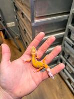 0.1 white and yellow tremper luipaardgekko, Dieren en Toebehoren, Reptielen en Amfibieën, Hagedis, 0 tot 2 jaar