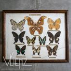 Antieke, vintage opgezette vlinders lijst, taxidermie Japan, Opgezet dier, Gebruikt, Ophalen of Verzenden, Insect