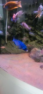 Malawi cichliden bestand te koop, Dieren en Toebehoren, Vissen | Aquariumvissen, Vis