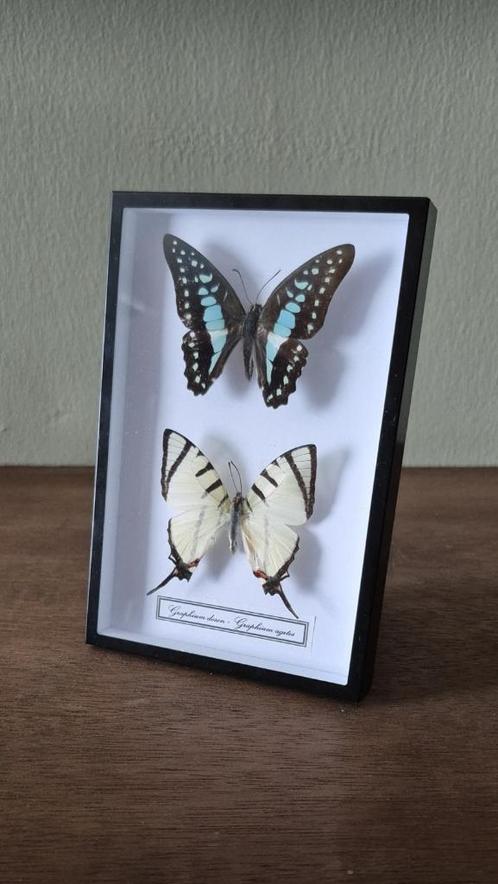 Duo vlinders in lijst | Opgezette vlinders, Verzamelen, Dierenverzamelingen, Nieuw, Opgezet dier, Insect, Ophalen of Verzenden