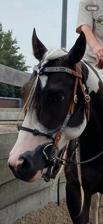 Prachtig anatomisch western hoofdstel te koop beschikbaar voor biedingen