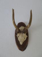 reebok schedel/hoorns bevestigd op hout 22 cm, Ophalen of Verzenden